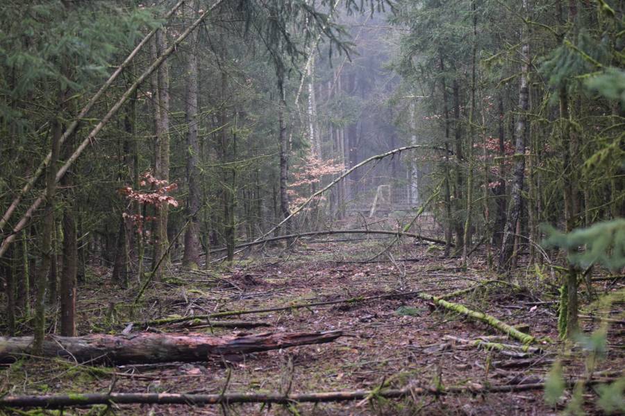 Jagdschneisen im Wald sind unerlässlich (Foto: LJV SH)