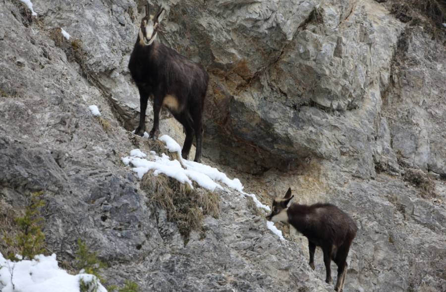 Eine Gamsgeiß und ihr Kitz stehen im Winterkleid in einer Felswand. Das Kitz äst an den Gräsern, die am Fels wachsen. (Foto: StMELF)