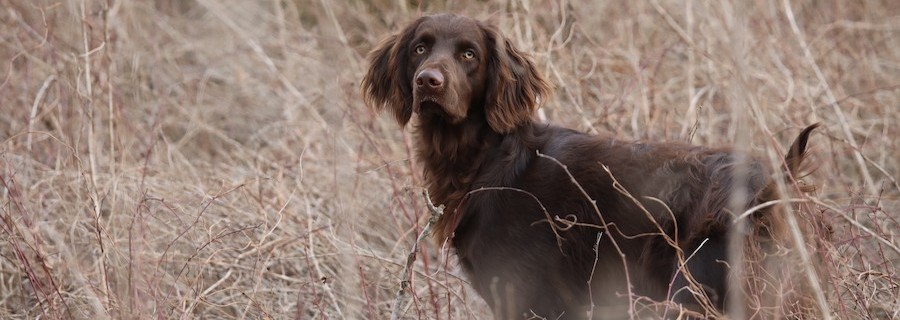 Unsere Jagdhunde (XXVI): Der Deutsch-Langhaar