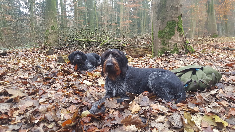 Ausgebildete und geprüfte Jagdhunde warten auf ihren Einsatz (Foto: R.Hartwig/ LJV SH)