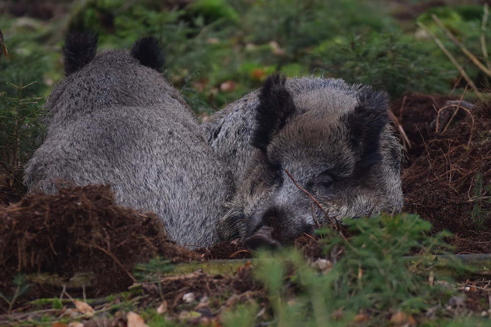 Brauchbare Jagdhunde sind bei der Bejagung von Wildschweinen unerlässliche Helfer (Foto: M.Börner/ LJV SH)