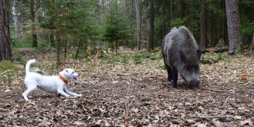 Terrier stellt ein Stück Schwarzwild (Foto: M. Börner, LJV SH)