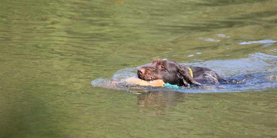 Training für den Einsatz im Wasser (Foto: R.Hartwig/ LJV SH)