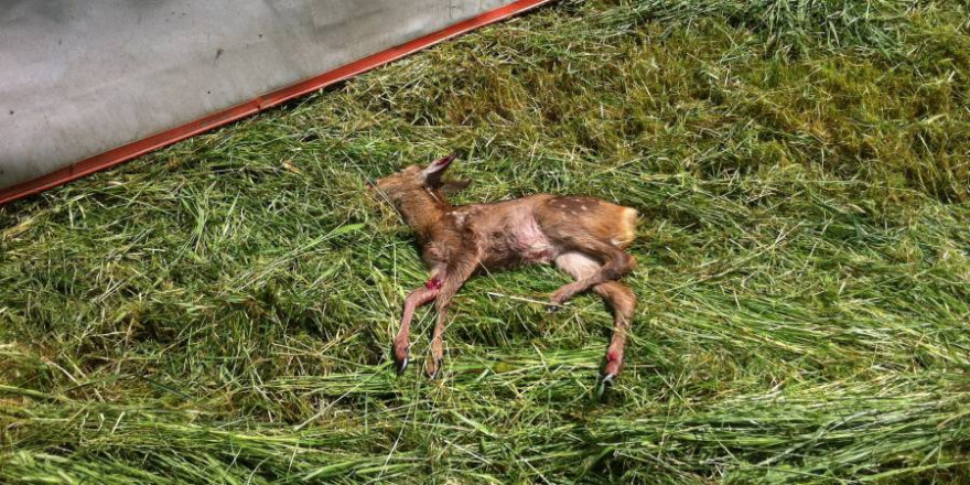 Kitz gerät in die Mähmaschiene (Foto: LJV SH)