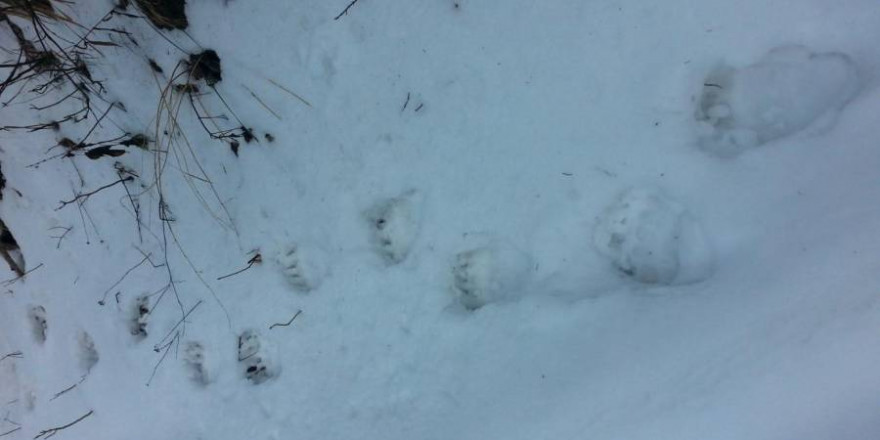 Bestätigter Hinweis auf einen Braunbären durch Trittsiegel im Schnee (Quelle: Bayerisches Landesamt für Umwelt)