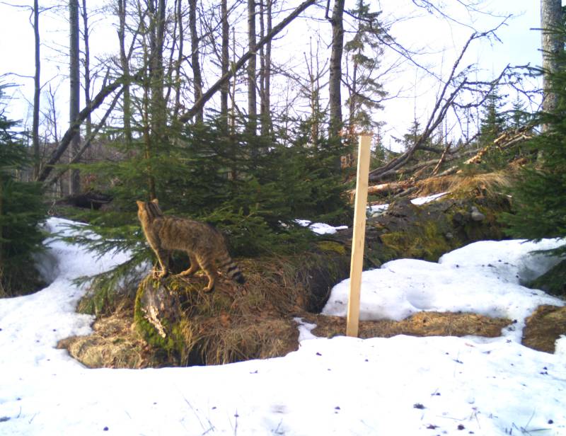 In Kombination mit den Kamerafallen werden angeraute Holzpfähle mit Baldriantinktur besprüht, dies lockt Wildkatzen an. (Foto: Nationalpark Bayerischer Wald)