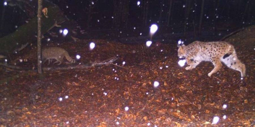 Eine Aufnahme, die im Rahmen des Monitorings gemacht wurde, zeigt eine seltene Situation: Einen Luchs, der einer Wildkatze auf der Spur ist. (Foto: Nationalpark Bayerischer Wald)