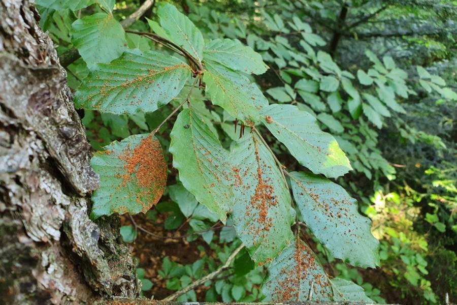 Frisches braunes Bohrmehl in Rindenritzen und am Fuß der Bäume oder – wie hier im Bild – auf Blättern im Stammbereich sind der wichtigste Hinweis auf frischen Borkenkäfer-Befall: Jetzt muss gehandelt werden. (Foto: © René Klabes)