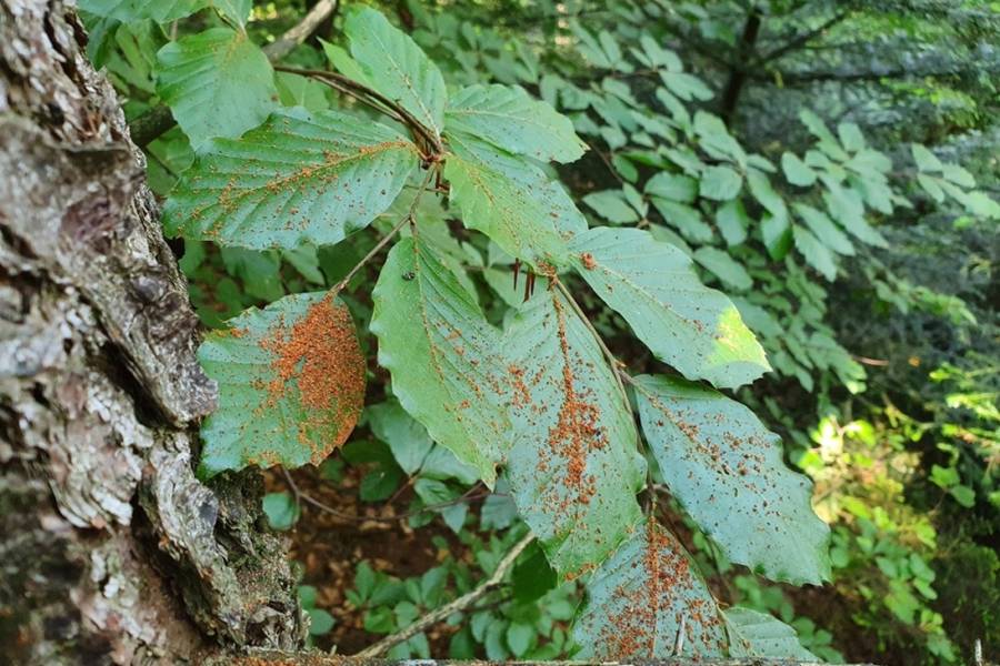 Frisches braunes Bohrmehl in Rindenritzen und am Fuß der Bäume oder – wie hier im Bild – auf Blättern im Stammbereich sind der wichtigste Hinweis auf frischen Borkenkäfer-Befall: Jetzt muss gehandelt werden. (Foto: © René Klabes)  