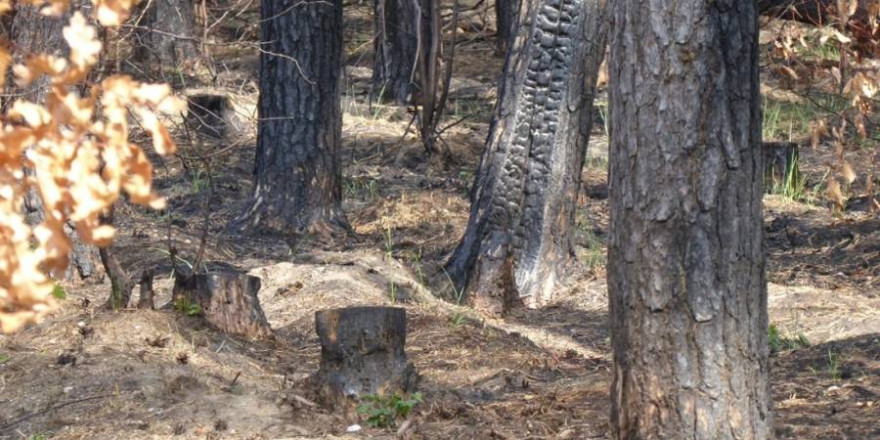 Insbesondere auf trockenen Böden wie hier in Nordsachsen steigt die Waldbrandgefahr bei hohen Temperaturen stark an. (Foto: © Jörg Fleischer)   