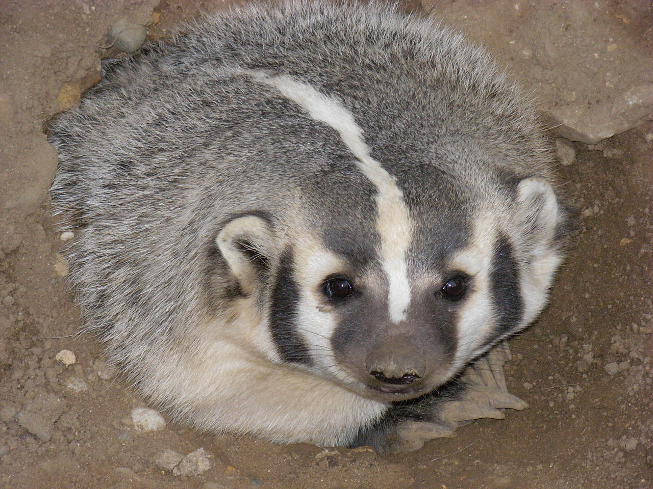 Symbolbild: Wikipedia / Jonathunder, AmericanBadger, CC BY-SA 3.0