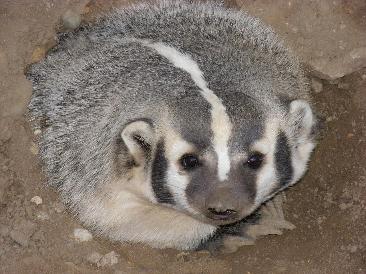 Symbolbild: Wikipedia /  			Jonathunder, AmericanBadger, CC BY-SA 3.0 		