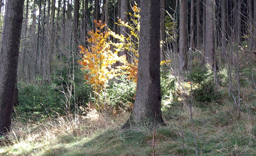 Jagd unterstützt den angestrebten Waldumbau hin zu klimaflexiblen Mischwäldern; Foto: LJV-NRW / H. D. Fuhr