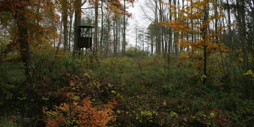 Wald, Wild und Jagd gehören seit Jahrhunderten zusammen (Foto: LJV SH)