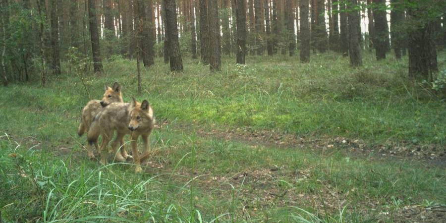 Aufnahme Wildkamera: Zwei Wolfswelpen aus dem Rudel Knappenrode II   © LUPUS Institut