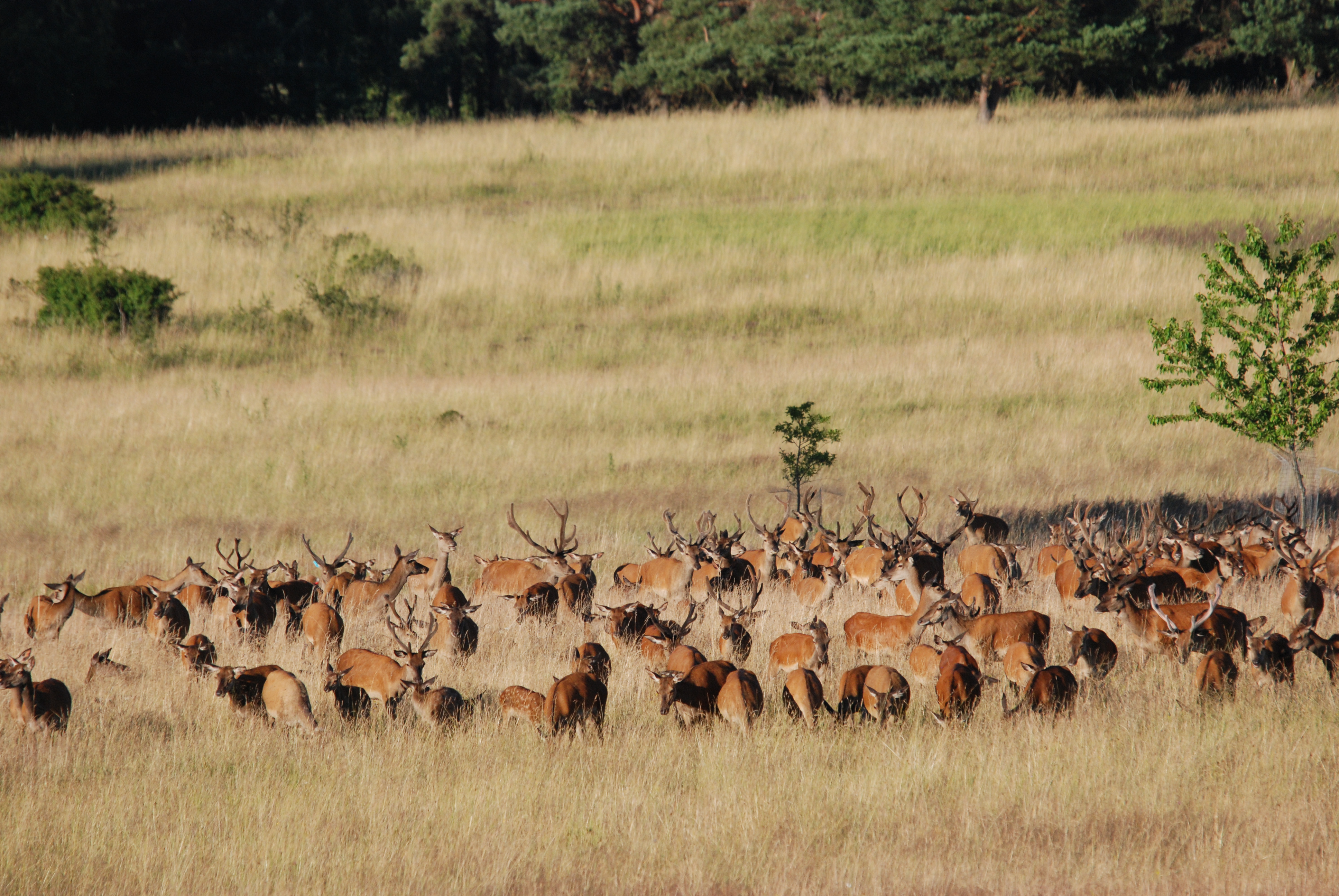 Rothirschrudel bei der Landschaftspflege (Bildquelle: Bundesforstbetrieb Grafenwöhr)