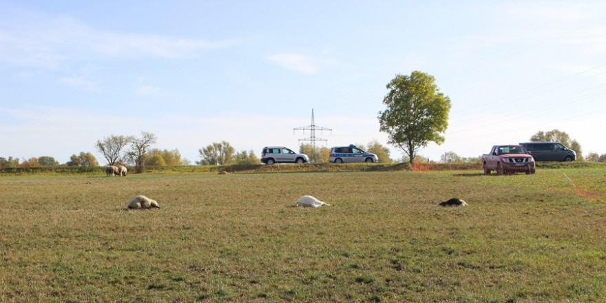 Die Weide am Ortsrand von Cospeda mit den Kadavern dreier toter Tiere (Quelle: Landespolizeiinspektion Jena)