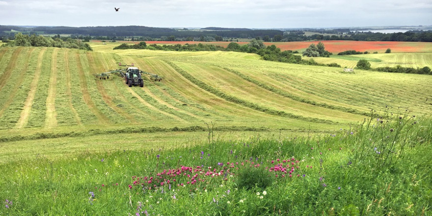 Vom Artenschwund betroffen sind vor allem Wiesen in der Nähe von stark landwirtschaftlich genutzten Flächen.