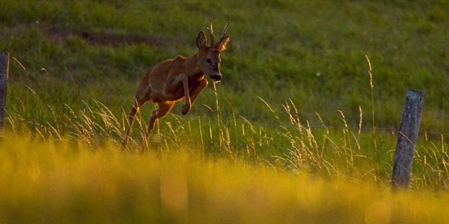 Ein Rehbock springt über einen Zaun (Foto: Eugène Reiter)