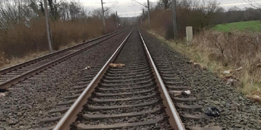 Verendete Tiere am Gleis.