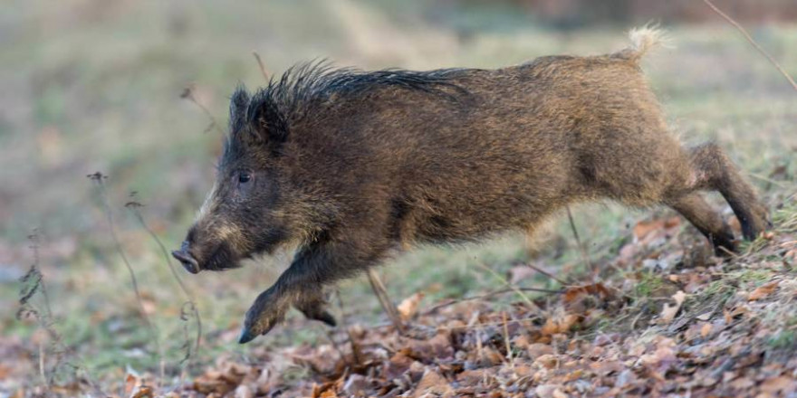 Der DJV hatte auf die hohe Bedeutung und Notwendigkeit der Jagd hingewiesen, insbesondere für die Bekämpfung der ASP. (Quelle: Rolfes/DJV)