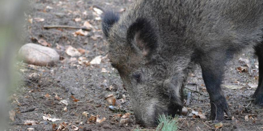 Die Jagd - insbesondere auf Schwarzwild, aber auch auf anderes Schalenwild - ist auch während einer nächtlichen Ausgangssperre erlaubt. (Quelle: Hamann/DJV)