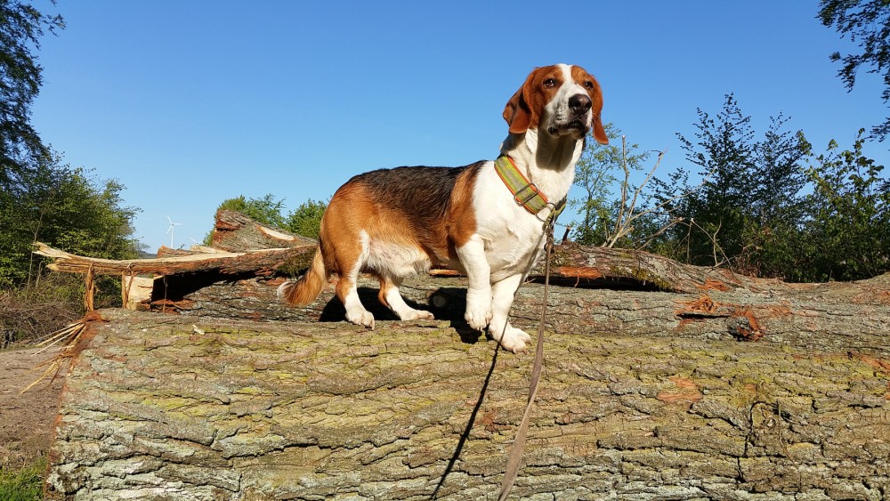 Westfälische Dachsbracke