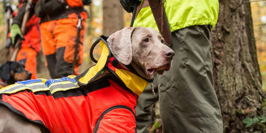 Jagdhunde im Einsatz: Antibiotika sind häufig essenziell für die Behandlung von Verletzungen. (Quelle: Mross/DJV)