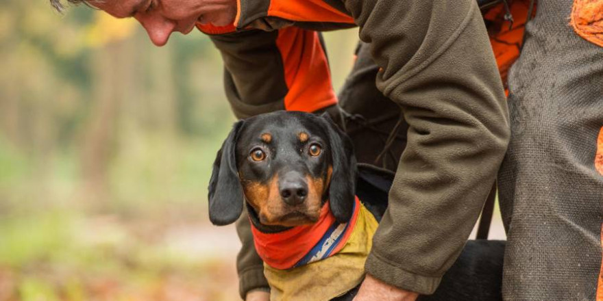 Behandlung von verletzten Jagdhunden: Reserveantibiotika dürfen auch künftig für Haustiere eingesetzt werden. (Quelle: Mross/DJV)