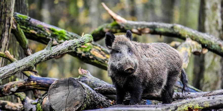 Die nächtliche Einzeljagd ist wichtig für die Bekämpfung der ASP. (Quelle: Kapuhs/DJV)