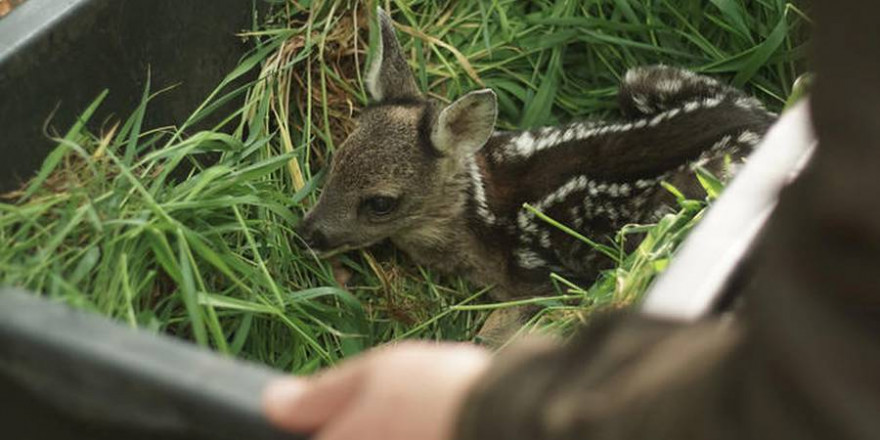 Wildtierrettung bundesweit: Neun Jagd- und zwei Bauerverbände sind Teil der DWR. (Quelle: Böhnke/DJV)