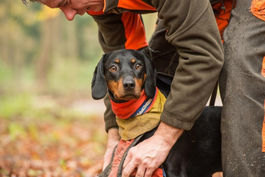 Der DJV bietet in Kooperation mit den Landesjagdverbänden Berlin und Brandenburg ein Erste-Hilfe-Seminar für den Jagdhund an. (Quelle: Kauer/DJV)