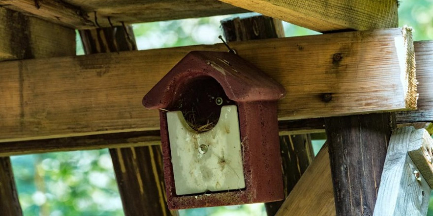 Auch die Pflege und Säuberung von Nistkästen ist im Wald Jägersache. (Quelle: Seifert/DJV)