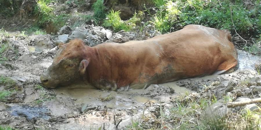 Der im Morast eines Bachlaufes steckende Jungbulle konnte sich aus eigener Kraft nicht mehr befreien (Foto: Freiwillige Feuerwehr Hennef)