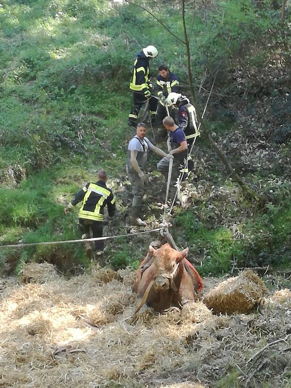 Mit Manpower, Traktor und einer Seilkonstruktion konnte der Bulle schließlich unverletzt geborgen werden (Foto: Freiwillige Feuerwehr Hennef)