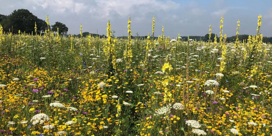 Maisalternative: Hohe Nachfrage bei mehrjährigen Wildpflanzen für die Biomasseproduktion. (Quelle: Aundrup/DJV)