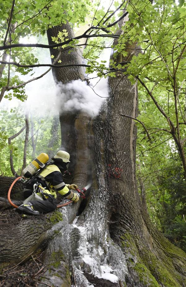 Erst nach ca. zwei Stunden waren alle Glutnester im Baum abgelöscht (Quelle: Berufsfeuerwehr München)