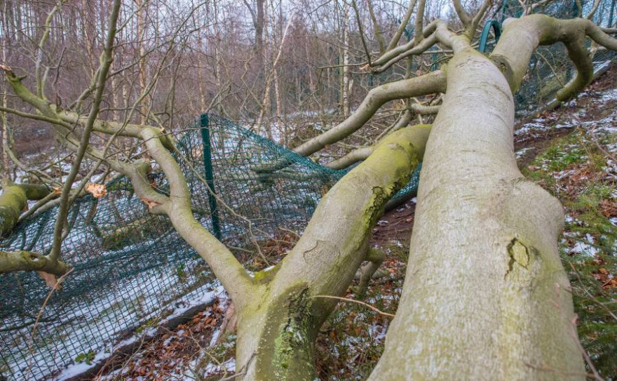 Sturmschäden am Luchsgehege nach Orkantief Sabine im Februar 2020 (Foto: Alexander Ahrenhold)