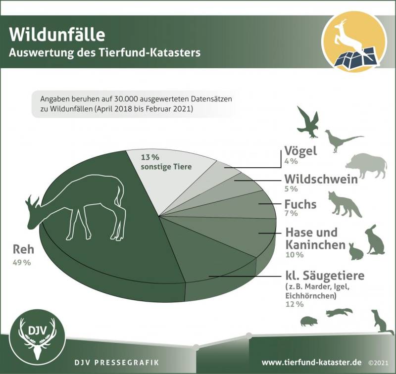 Abbildung 2: Bei der Auswertung des Tierfund-Katasters stellte sich heraus: Vor allem Rehe werden Opfer bei Wildunfällen. (Quelle:  https://www.jagdverband.de/die-meisten-wildunfaelle-passieren-im-april)