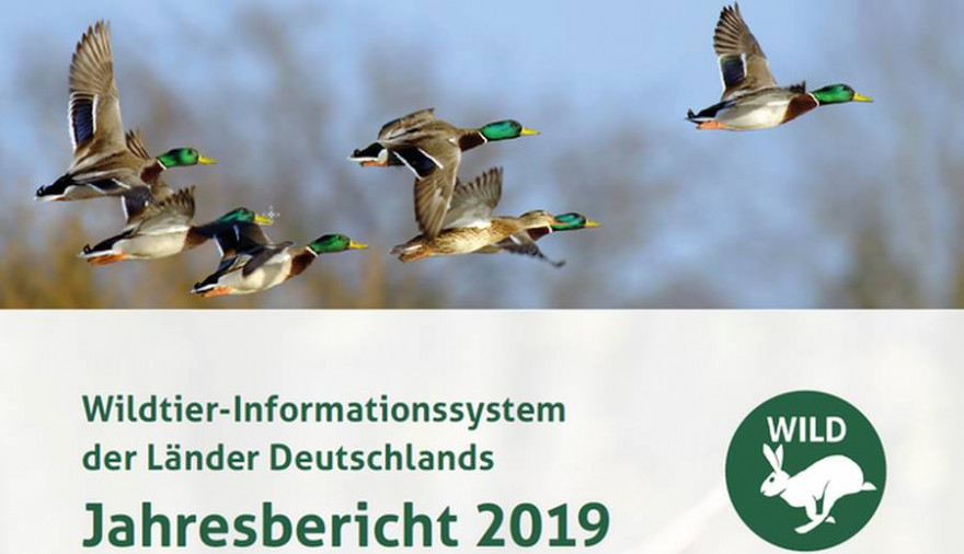 Der DJV hat heute Monitoring-Daten zu 16 ausgewählten Tierarten für das Jahr 2019 im neuen WILD-Bericht veröffentlicht. (Quelle: DJV)