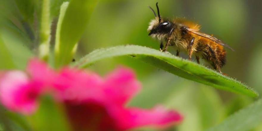 In Deutschland gibt es neben der Honigbiene 560 verschiedene Wildbienenarten, etwa die Hälfte davon ist bereits gefährdet. (Quelle: Richter/DJV)