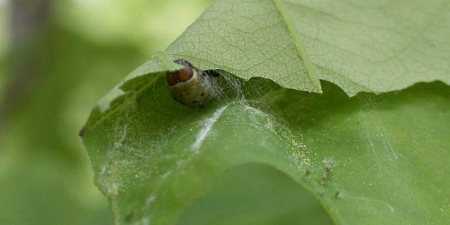 Eichenwicklerlarve in einem Eichenblatt (Foto: © Thünen-Institut/Hilke Schröder)