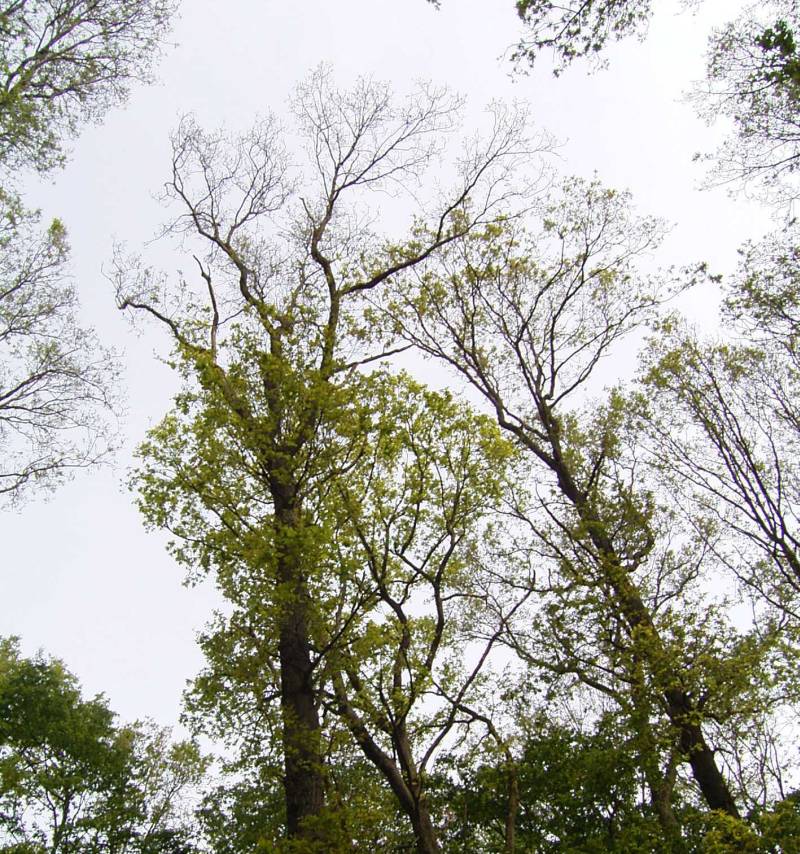 Typisches Befallsbild eines Eichenwickler-Schadens (Foto: © Thünen-Institut/Hilke Schröder)