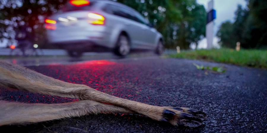 Von Oktober bis Dezember passieren fast die Hälfte aller Wildunfälle mit Hirsch und Wildschwein. (Quelle: Kapuhs/DJV)