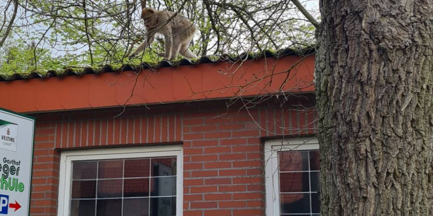 Einer der zwei Affen auf einem Hausdach (Foto: Polizei)