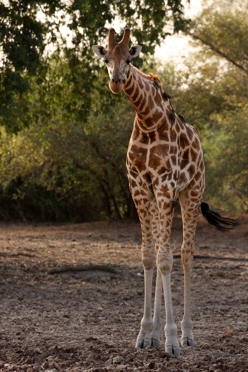 Die Kordofan-Giraffe ist eine von sieben Unterarten innerhalb der Giraffen. Ihr Erbgut haben Forscher nun erstmals entschlüsselt. (Foto: Fiona MacKay, Pretty Fly Photography)