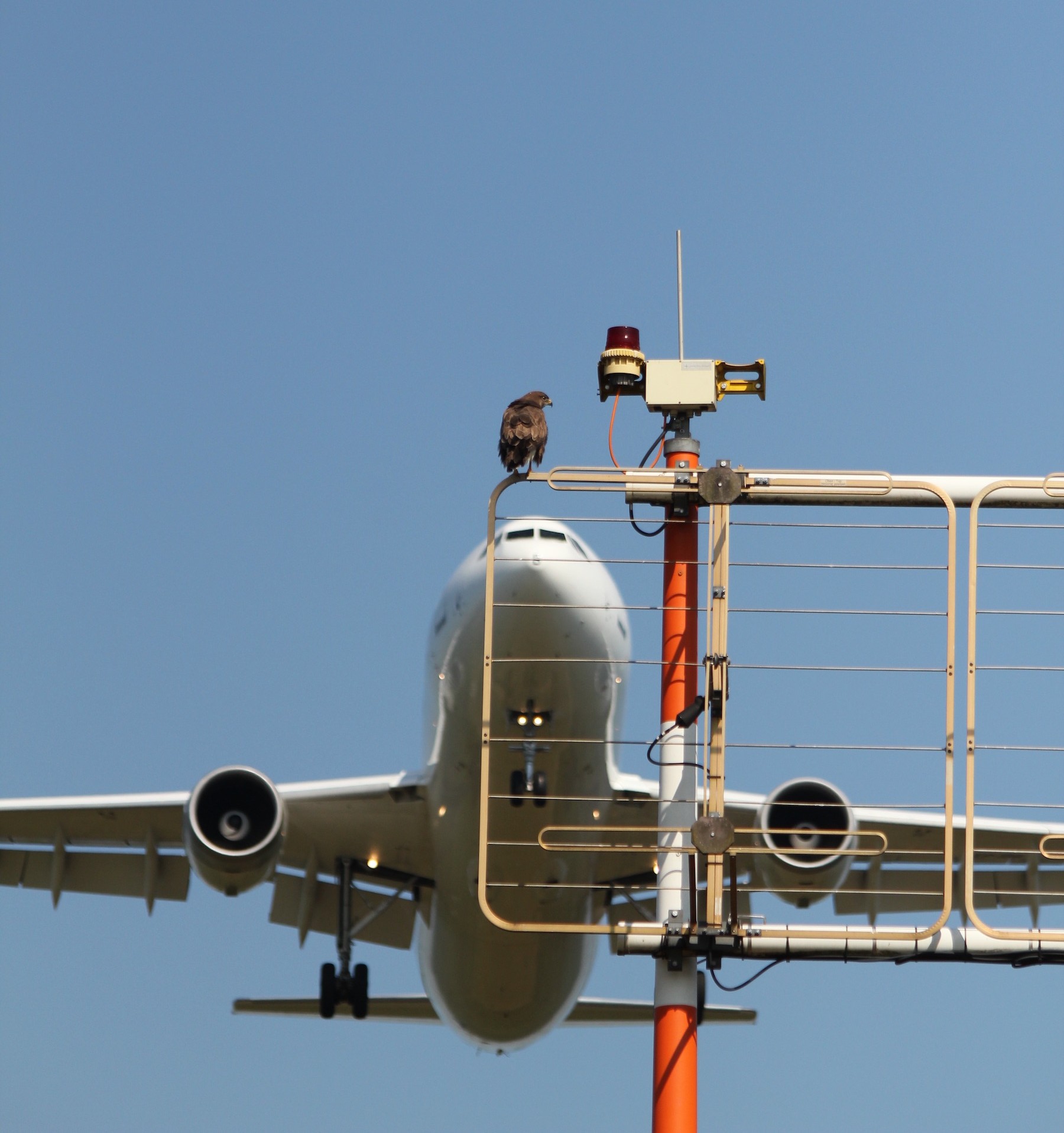 Die auf dem Flughafengelände ständig lebenden Bussarde kennen sich mit Flugzeugen aus. Sie werden nur selten Opfer von Vogelschlägen