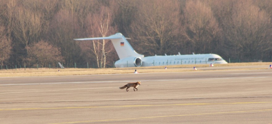 Ein Fuchs auf dem Köln-Bonner Rollfeld