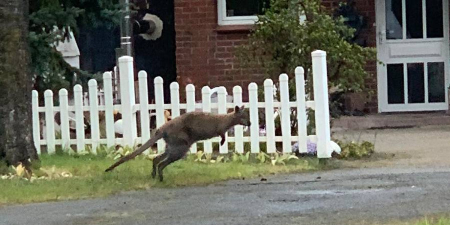 Das scheinbar herrenlose Känguru (Foto: Polizei)