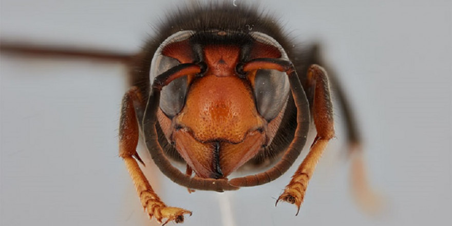 Die asiatische Hornisse ist für ihr aggressives Verhalten gegenüber Honigbienen bekannt (Foto: UHH/CeNak, Dalsgaard)